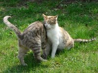Keeping cats out of your yard may require multiple attempts.