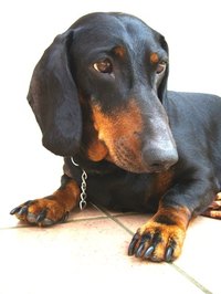 Dachshunds are prone to disc disease.