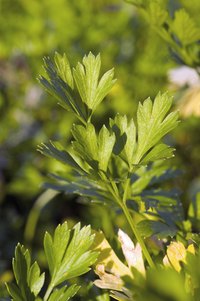 Many licorice-tasting spices come from relatives of the parsley family.