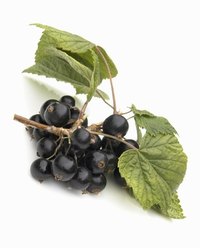 Currant berries are formed in clusters.