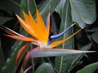 Birds of paradise can be propagated through division or seeds.