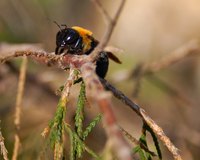 The carpenter wood bee looks similar to a bumblebee, with yellow and black coloration.