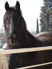 Transporting horses can be a lucrative business.