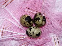 Quail eggs can be incubated using some standard household items.