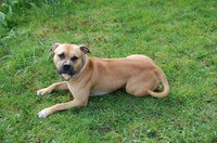 Dogs can get lyme disease from deer ticks.