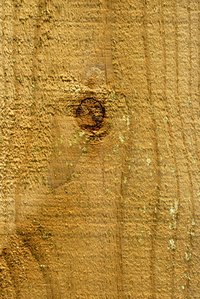 Different types of wood have various grain patterns.