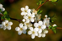 May is a perfect time to bring spring indoors.
