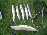 Cod fish are a type of white fish.