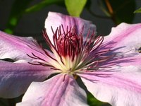 Clematis bloom can bloom for months.