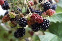 Growing blackberries in Arizona requires special knowledge given the many climates of the Southwestern state.