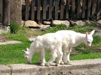 Regularly check your goats' eyes for any signs of infection.