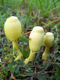 Lemon yellow mushrooms like these may also appear in houseplant soil.