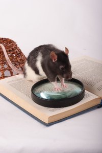 Homemade live rat traps can help eliminate rats from your home, without killing them or paying too much for store bought ones.