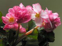 The blossoms of nonstop begonias have a rose-like appeance.