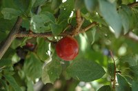 Umeboshi is the fruit of a Japanese apricot tree.