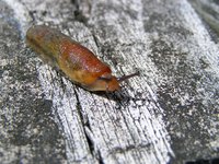 Slugs are common in moist garden areas around the home.