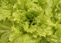 Lettuce should be hydro-cooled prior to transport.