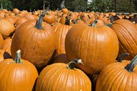 Pumpkings are popular as both food and decorations.