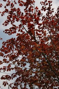 Beech trees may require multiple prunings for the first few years of life.