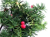 Spider mites sometimes infest yew bushes.