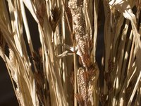 Grain sorghum is grown for a variety of uses.