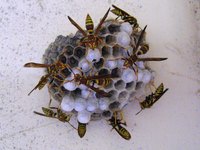 Traps such as the Fatal Funnel don't eliminate wasps completely.