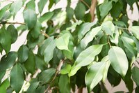 Braided ficus is a durable tree that requires a moderate level of care.