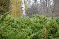 Some shrubs are harder to get rid of than others.