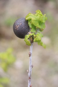 Galls are known as abnormal or irregular growth in plants.