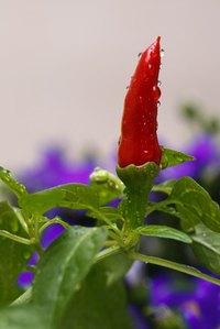 Capsaicin is the compound that makes chili peppers hot.