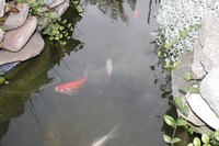 A backyard fish pond may be dangerous to fish if the correct products are not used.