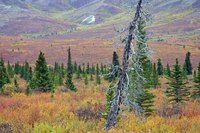 Some areas of the alpine tundra have short periods without snow or frost.