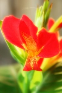 Hawaii is home to some of the most distinct flowers in the world.