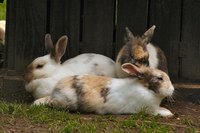 Build a two-story rabbit hutch to house multiple rabbits.