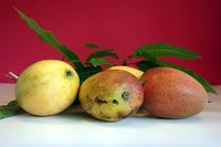 Protect mango trees from frost.