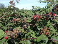 Blackberries grow in tangled thickets if not pruned yearly.