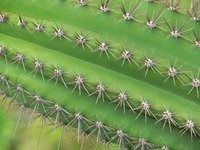 Cacti and other succulents hold large quantities of water within.
