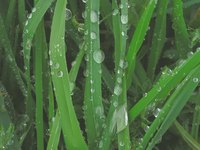 K-31 fescue is a well-known cool season lawn grass.