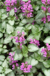 Flowering ground-cover plants are great for the garden.