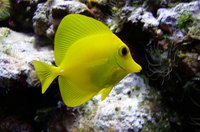 Fish are highly sensitive to water temperature.
