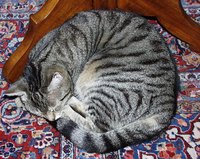 Neutralize a cat urine smell with common household products.