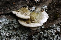 Never burn wood with fungus in your home.