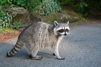 It's easy to make a racoon tail for a costume.