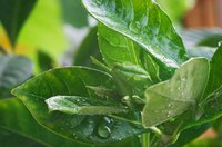 Gardenias need moderate spring temperatures to develop flower buds.