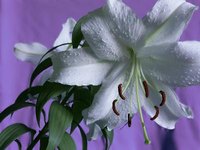 White lilies produce dramatic blooms.
