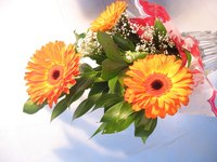 Plants can reproduce through sexual or asexual reproduction processes.