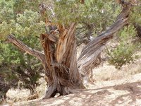 Cedar trees can be tough to kill.