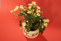 Flowers grow best when planted properly.