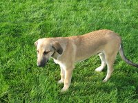 Keep your family pet on your property with a wireless fence system.