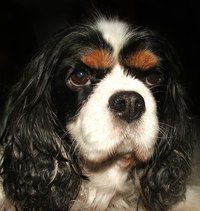The Cavalier King Charles Spaniel has a long, wavy coat.